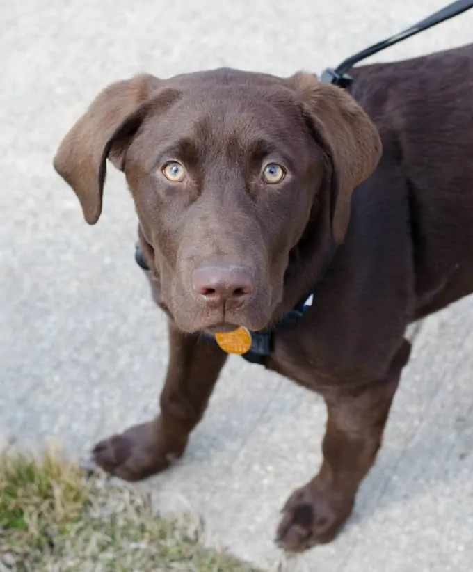 brown dog