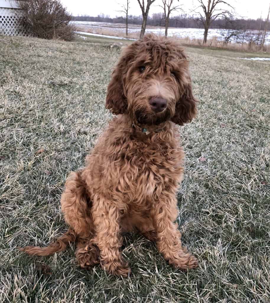 Irish Doodle Puppy