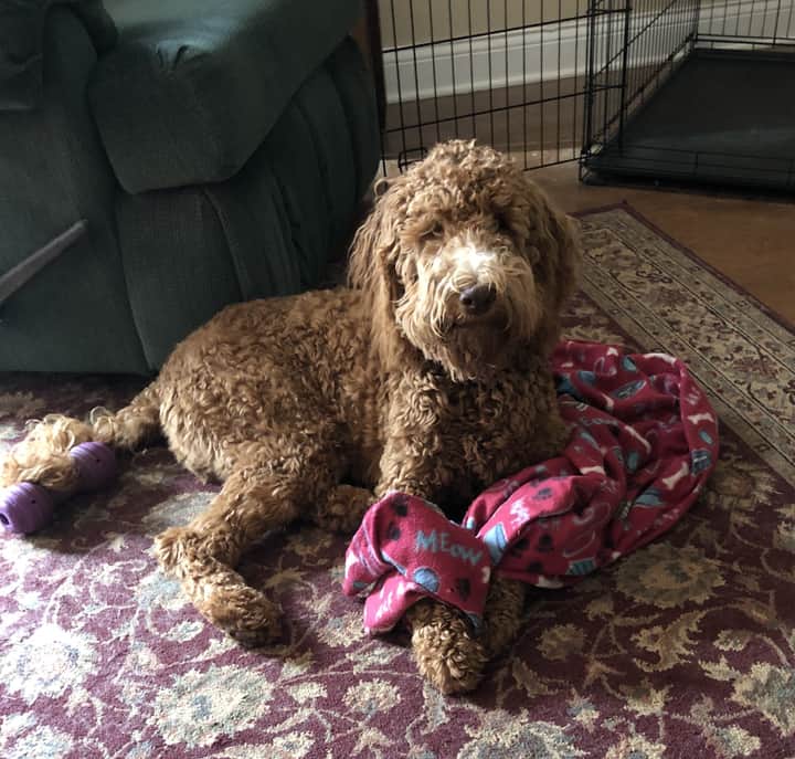 Cute dog with toys