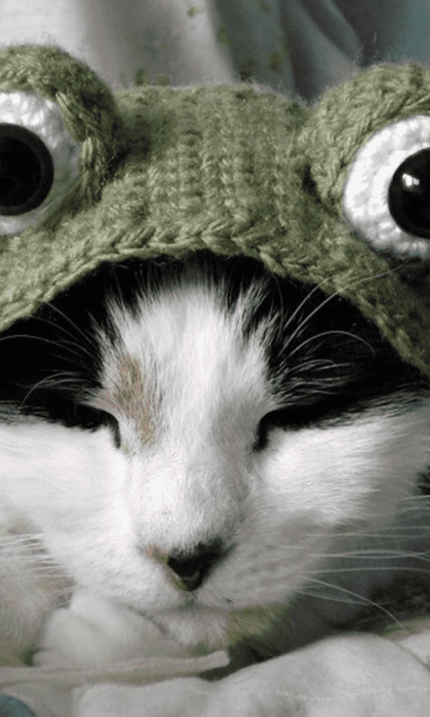 chat portant un chapeau de grenouille verte