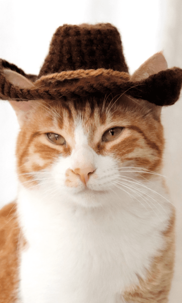 chat portant un chapeau de cowboy