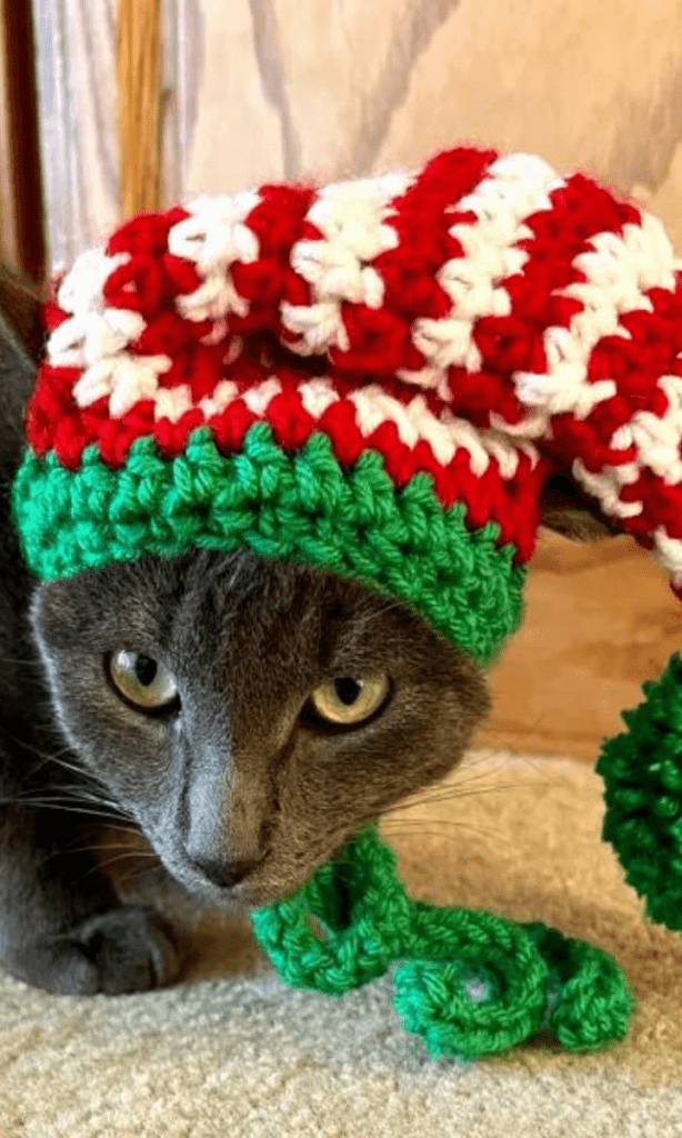 chat portant un chapeau de noël rouge, blanc et vert