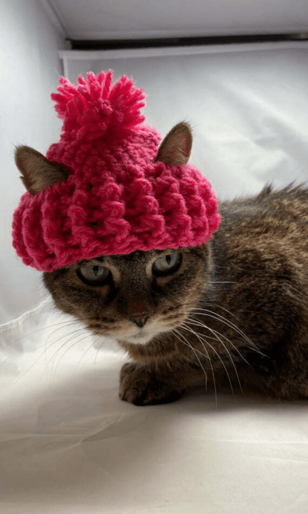 cat wearing hat with pom pom