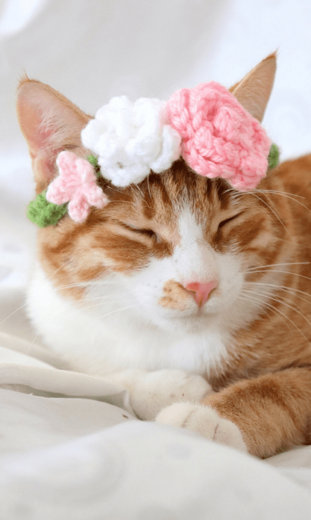 cat wearing flower crown