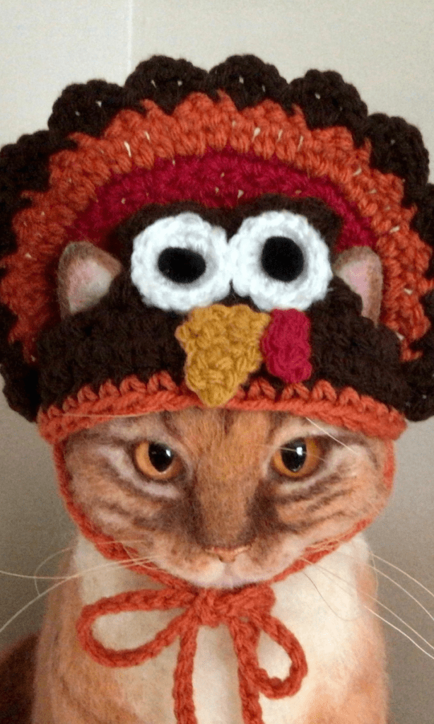 cat wearing turkey hat