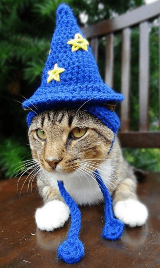 cat wearing wizard hat
