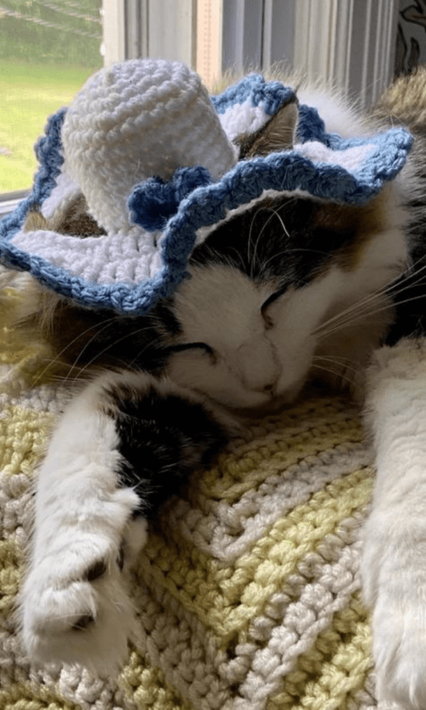 cat wearing blue and white flowy hat