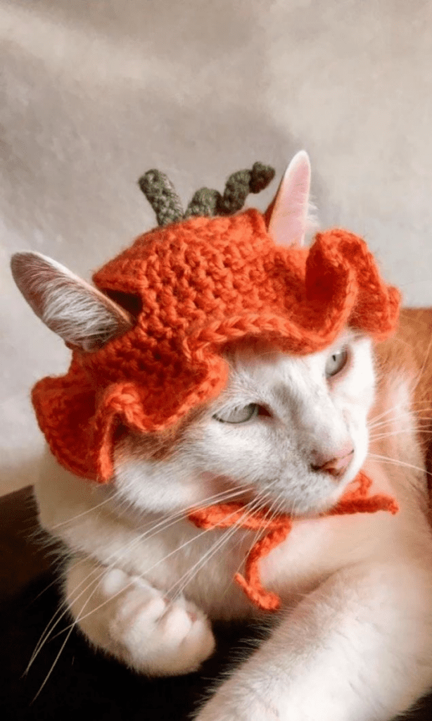 cat wearing orange pumpkin hat
