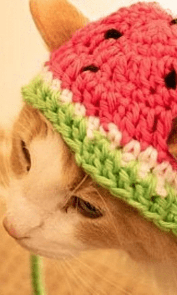 cat wearing watermelon hat