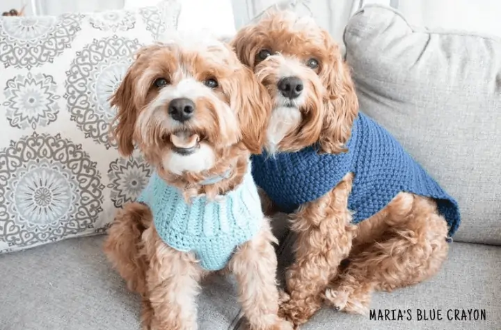 Two little brown dogs, one wearing a light blue sweater and one wearing a dark blue sweater.
