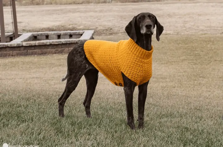 A large brown dog wearing a yellow sweater.