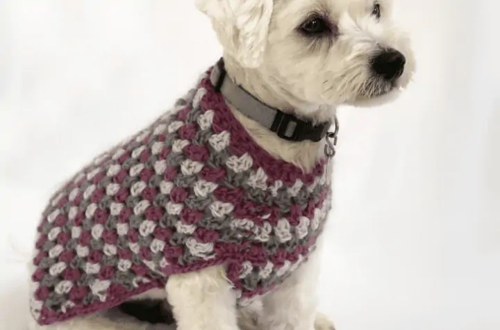 A little white dog wearing a sweater with rows of purple, light purple, and grey.