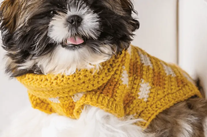 A Shiz Zu that's wearing a crochet dog sweater in yellow plaid.