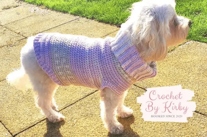 A little white dog wearing a purple and grey sweater.