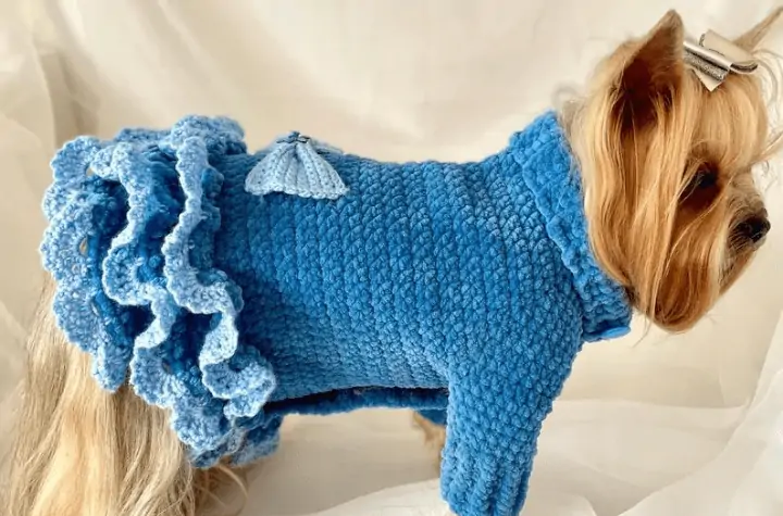 A long-haired yorkie wearing a chunky long-sleeve sweater with a little bow on the back. This is made out of dark blue yarn with light blue accents.
