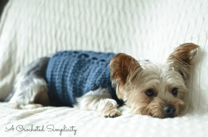 A yorkie wearing a blue cabled dog sweater.