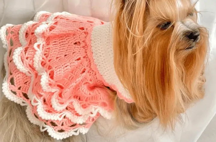 A long-haired yorkie wearing a pink sweater that looks like a dress.