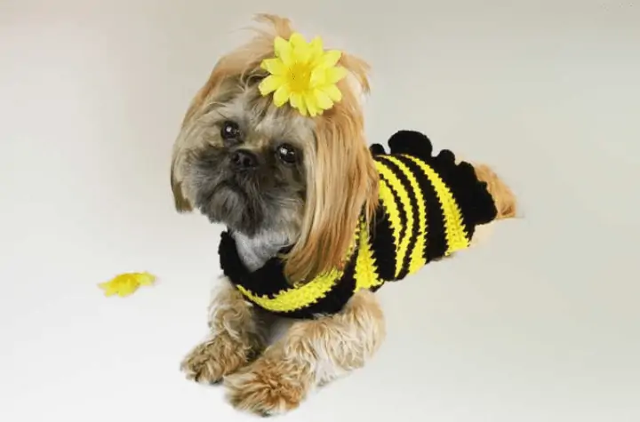 A little brown dog wearing a crochet dog sweater that is stripped with yellow and black.