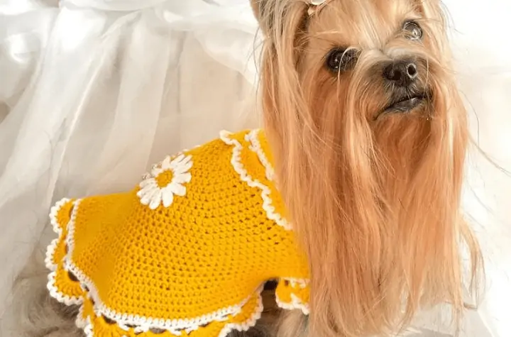 A long haired yorkie wearing a yellow dog sweater with a daisy on it.