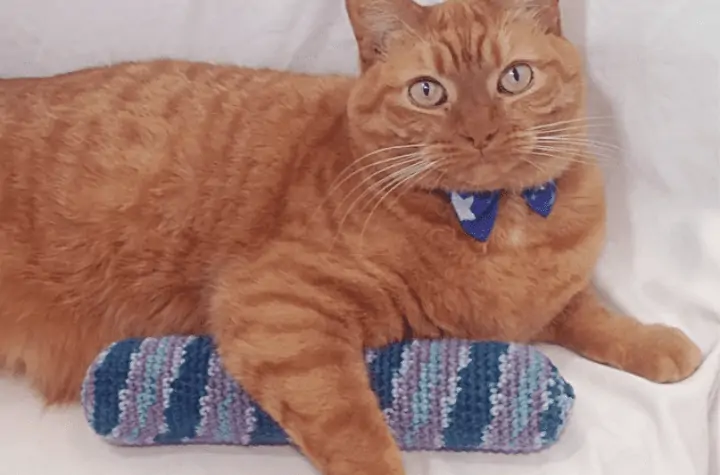 Orange cat with a crocheted tube.