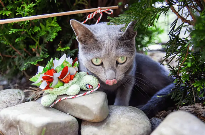 Crochet turtle on a string for cats.