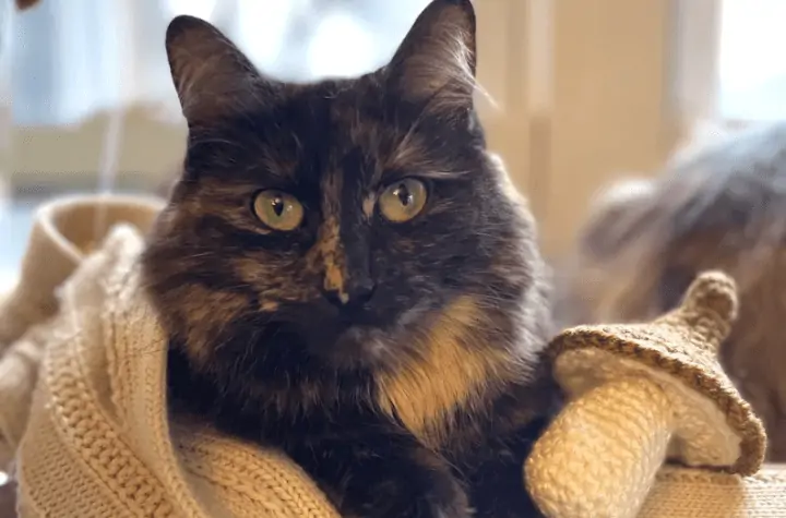 Tortie cat with crochet mushroom toy.