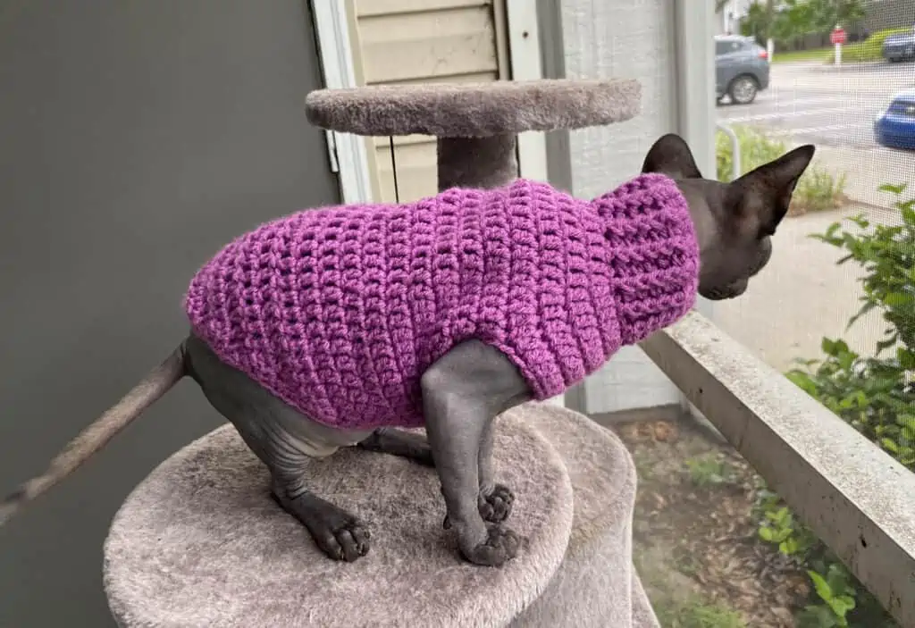 Gray Sphynx cat in purple crochet cat sweater