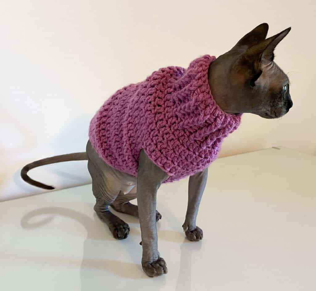 Gray Sphynx cat in purple crochet cat sweater