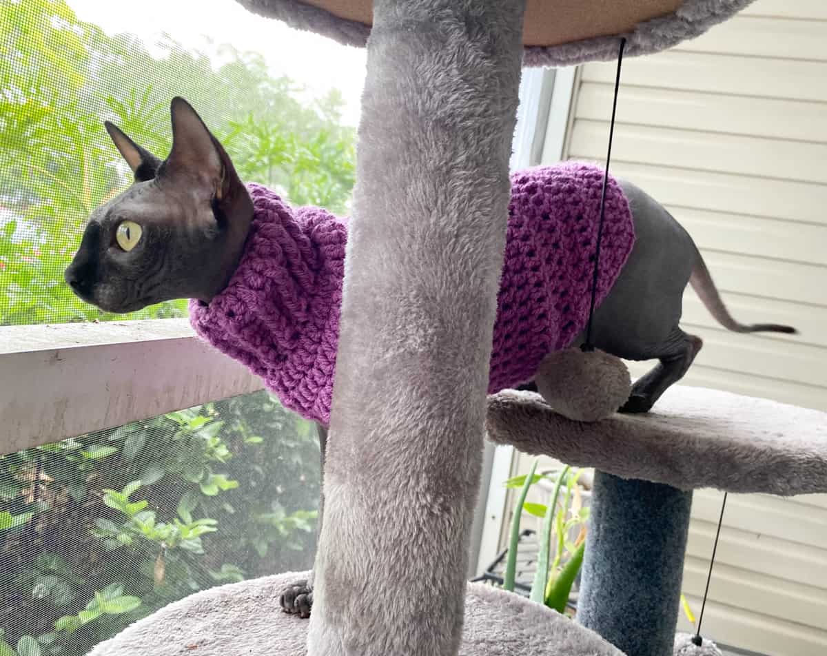 Gray Sphynx cat in purple crochet cat sweater on cat tree