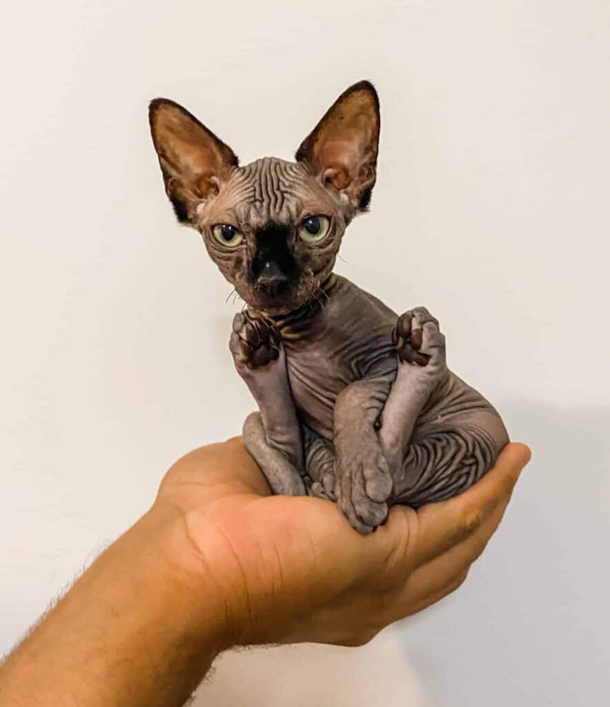 Gray Sphynx Kitten in palm of hand