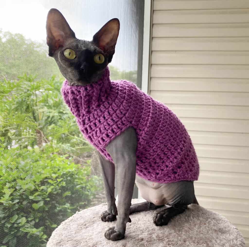 Gray Sphynx cat in purple crochet cat sweater
