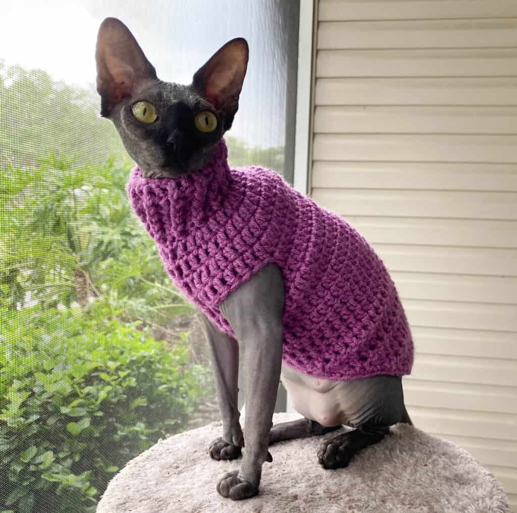 Cute Hairless Cat In Sweater