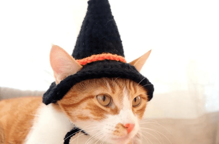Cat witch hat on an orange cat.