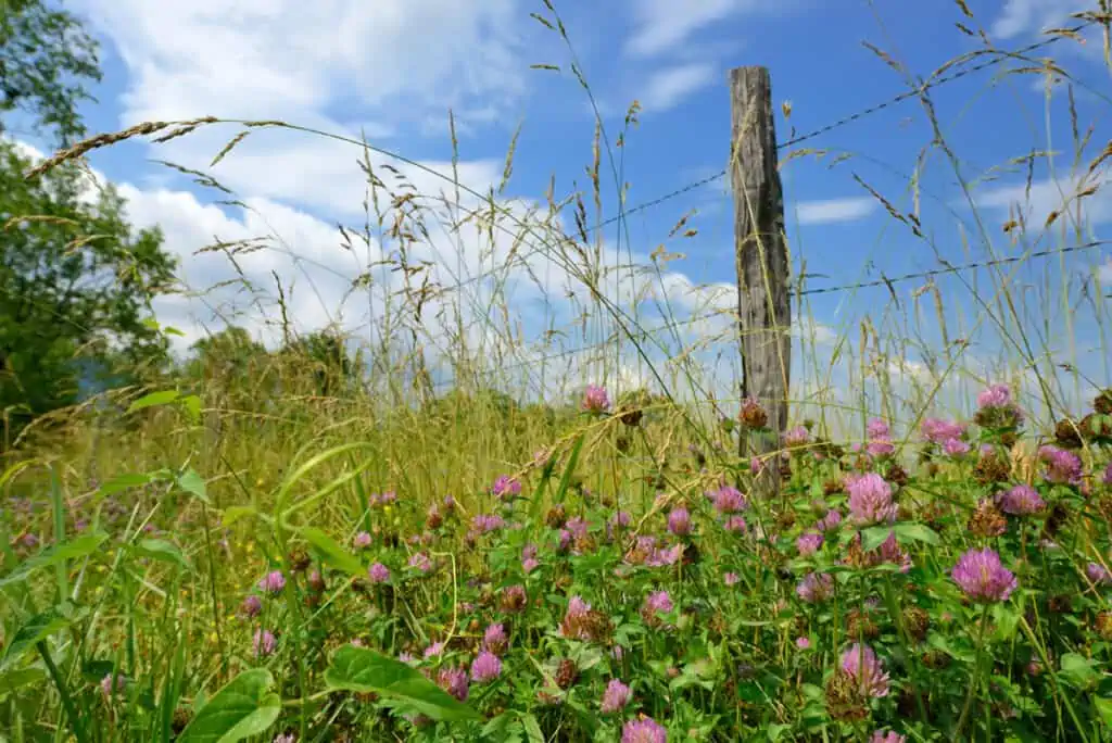 purple wildflowers next to barbed wire fence with blue skies