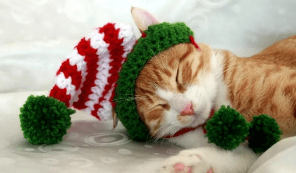 A little orange cat with a crochet elf hat made out of red and white tripes with a green brim and a tie under the chin.