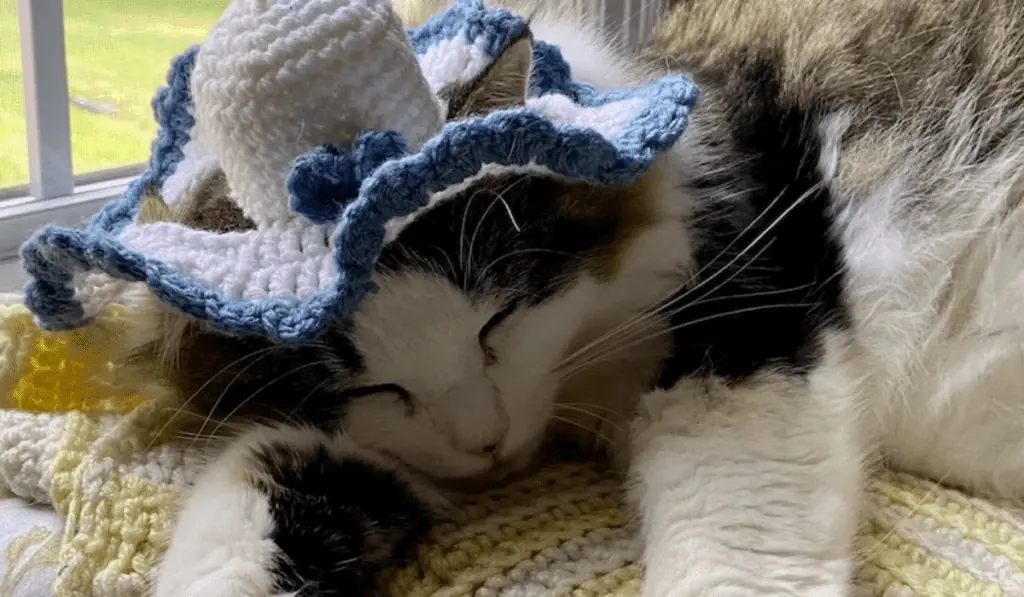 cat wearing blue and white flowy hat