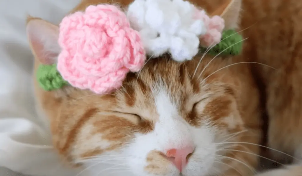 cat wearing flower crown with pink and white flowers