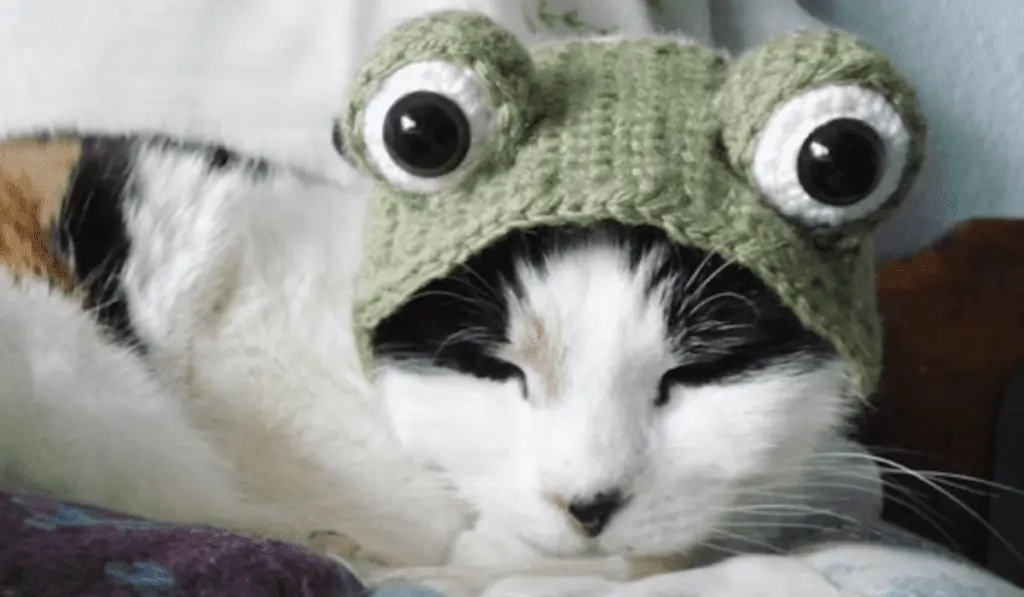 A cat wearing a crochet green frog hat