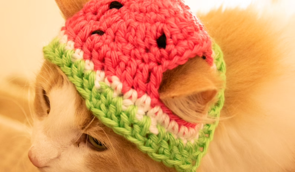 A cat wearing watermelon hat