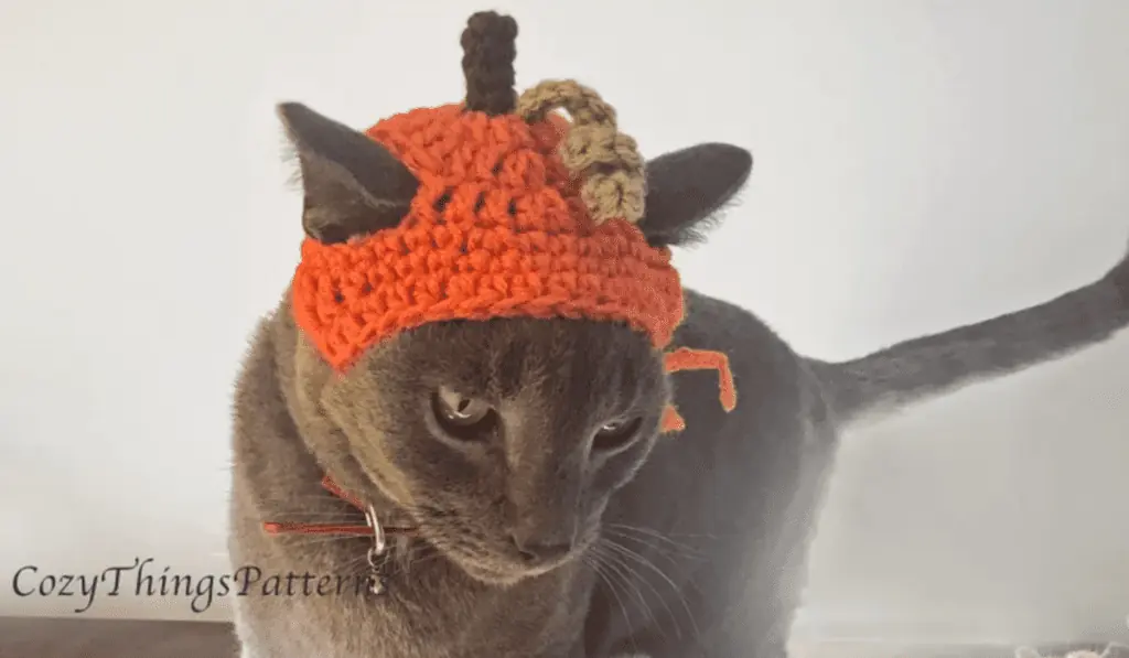 A Cat wearing a crochet hat that looks like a pumpkin