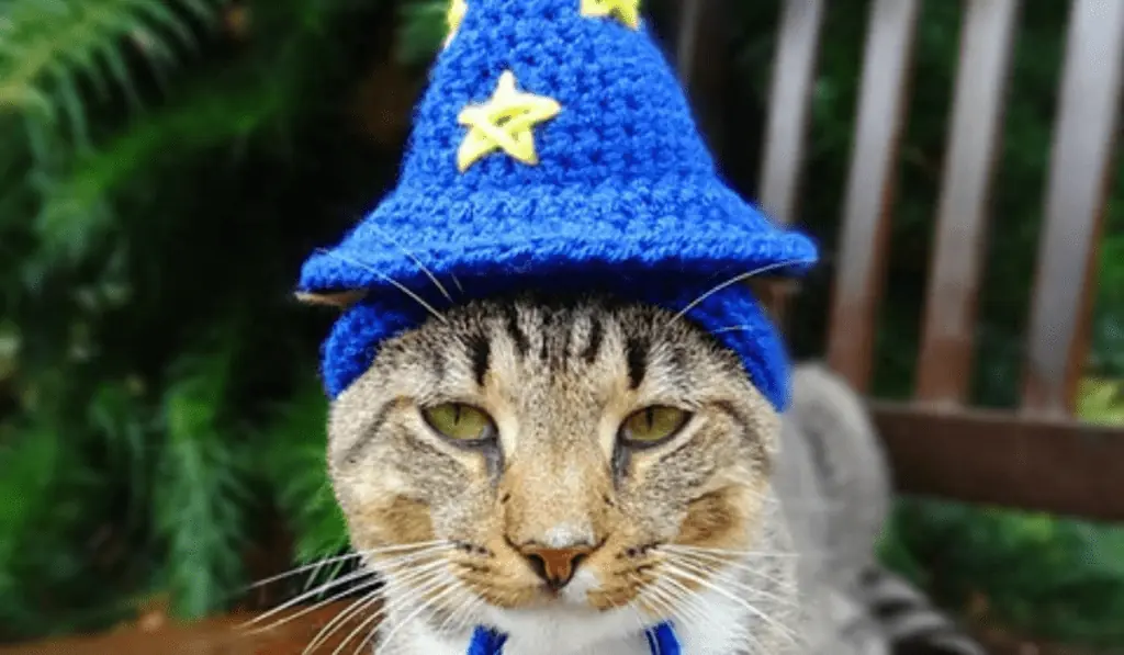 A cat wearing a crochet wizard hat