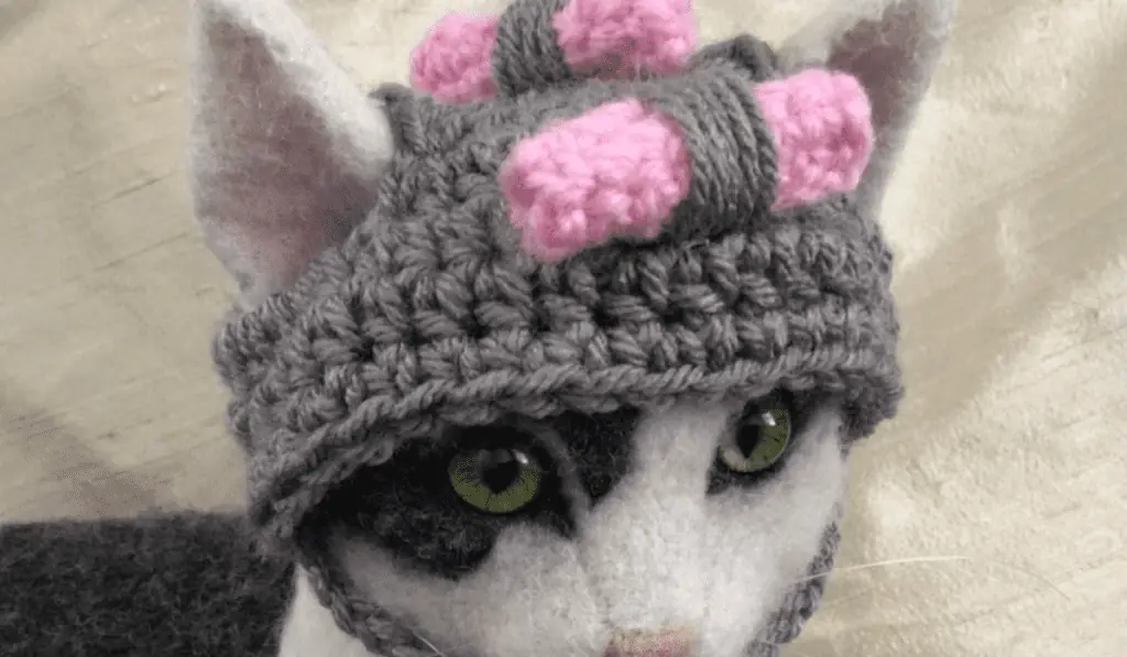 A cat wearing grandma hat with curlers