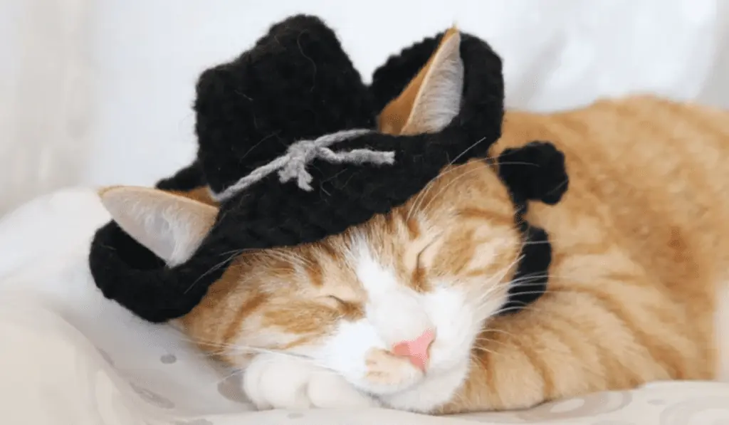 A cat wearing a crochet cowboy hat