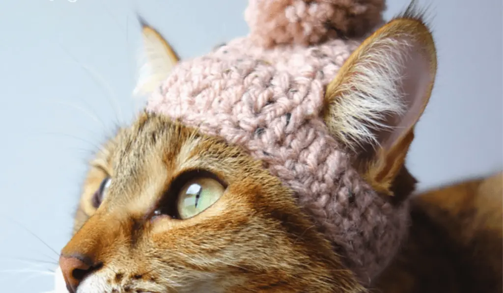 A cat wearing a crochet hat that looks like a snow beanie