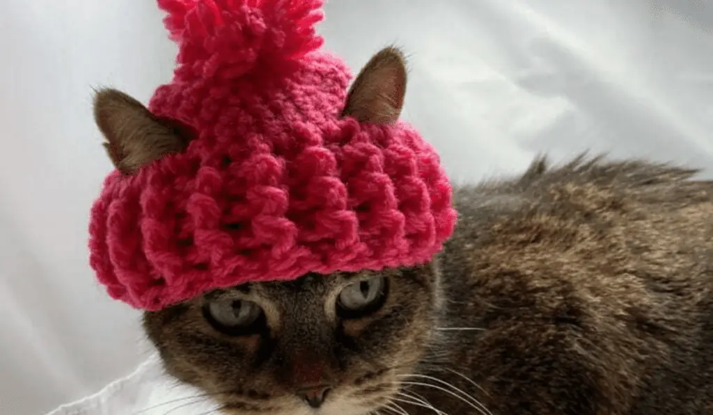 A crochet cat hat with a pom pom on top