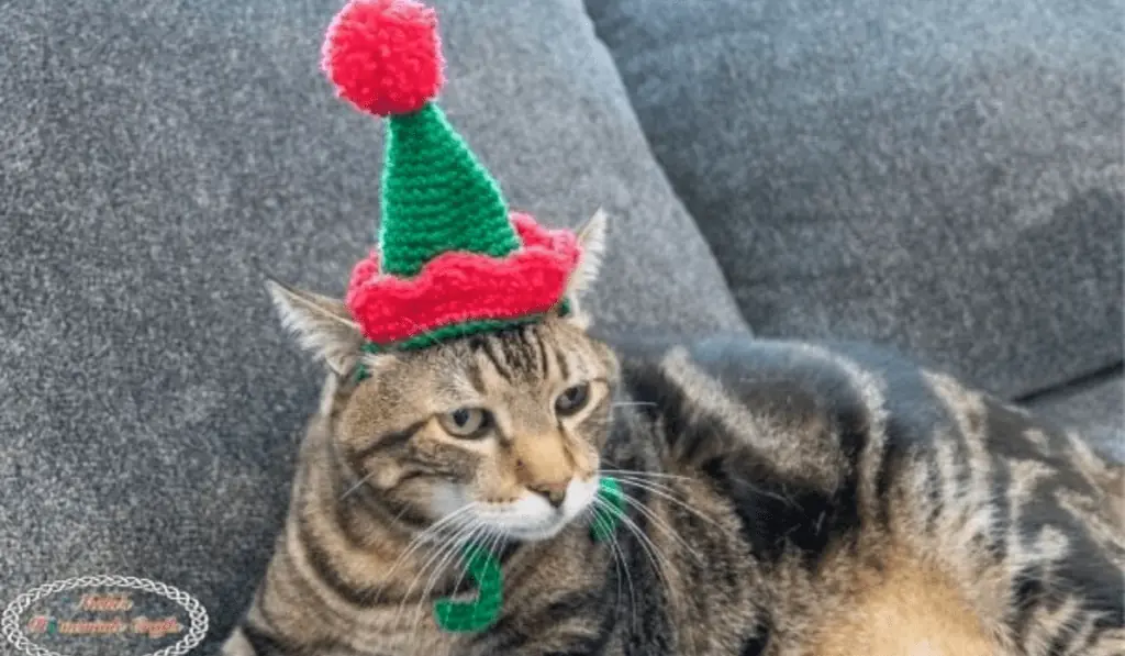 A cat wearing a crochet Santa hat with a pom pom up top.