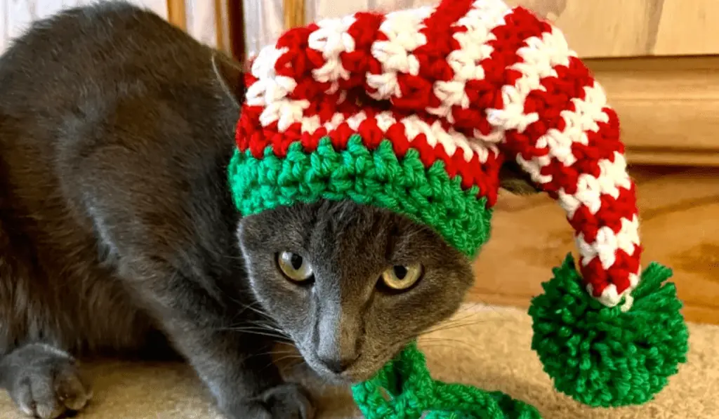 A cat wearing red, white, and green christmas hat.