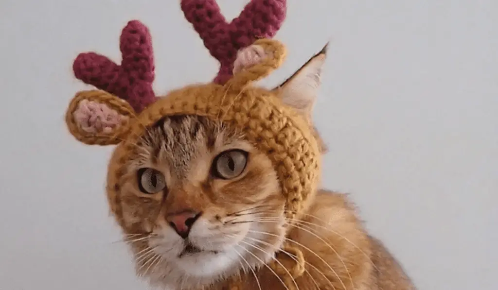 A cat wearing a reindeer hat