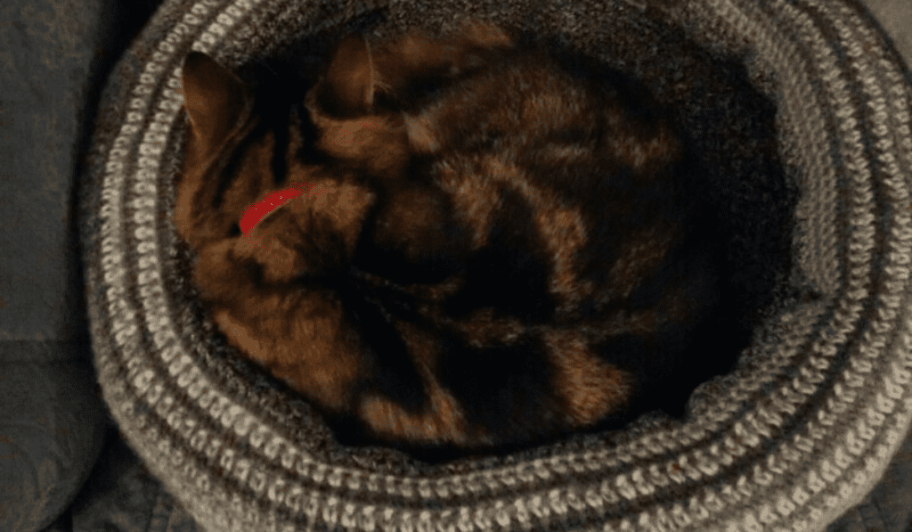 Bowl-shaped cat bed.