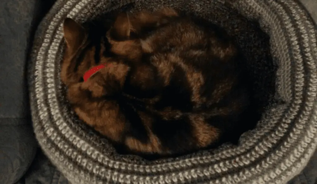 Bowl-shaped cat bed.